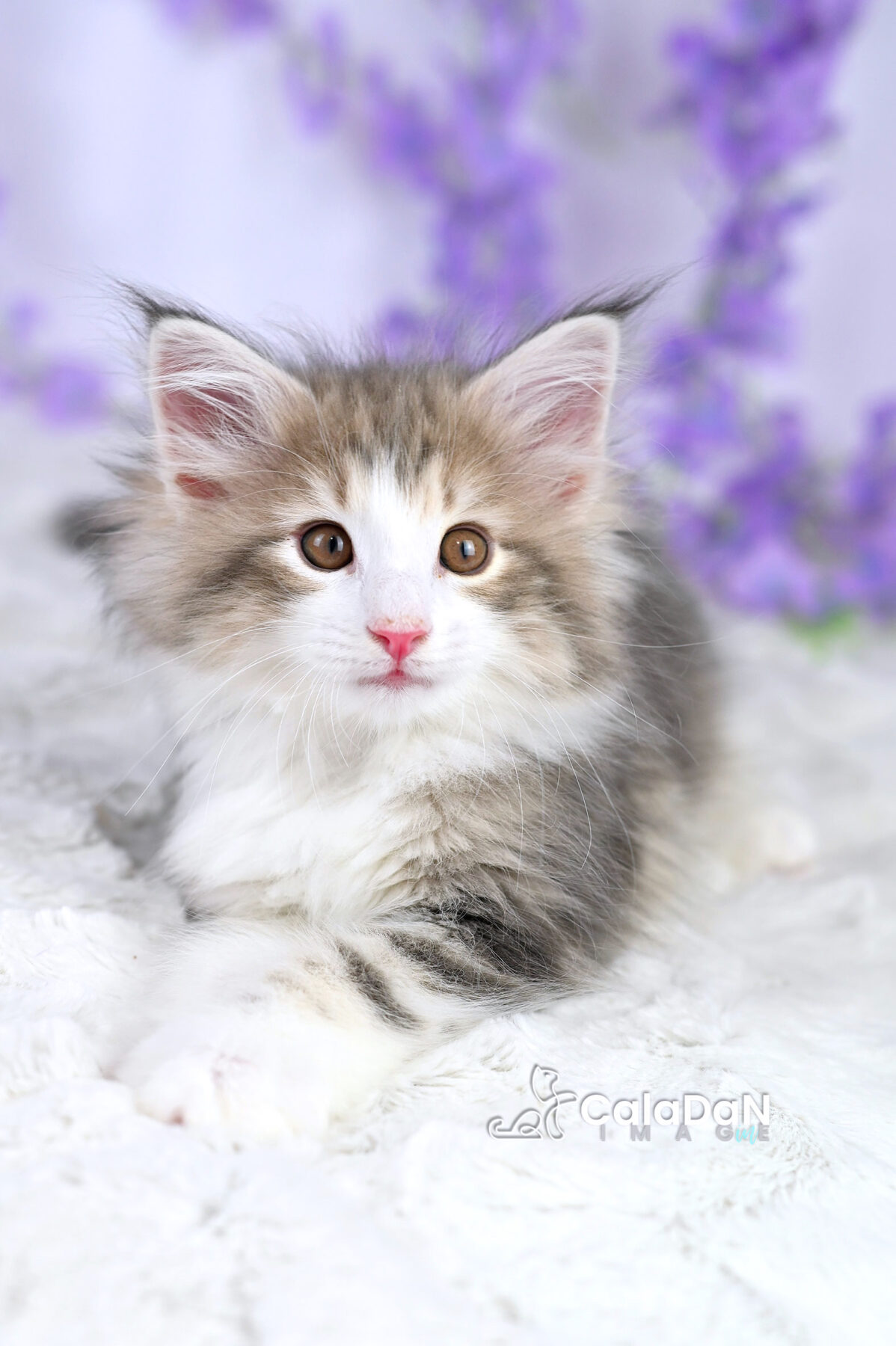 chaton norvégien chat des forets norvégiennes CALADAN