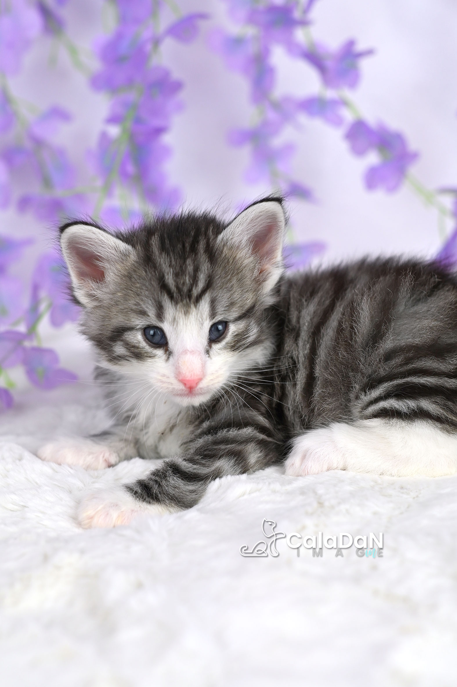 chaton norvégien caladan