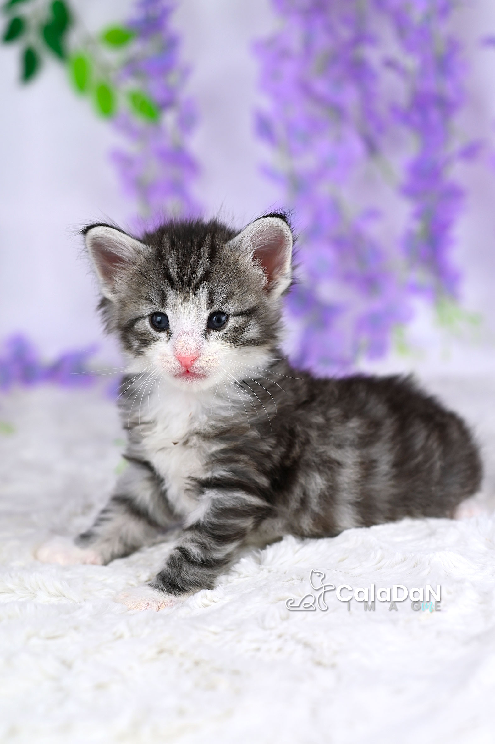 chaton norvégien caladan