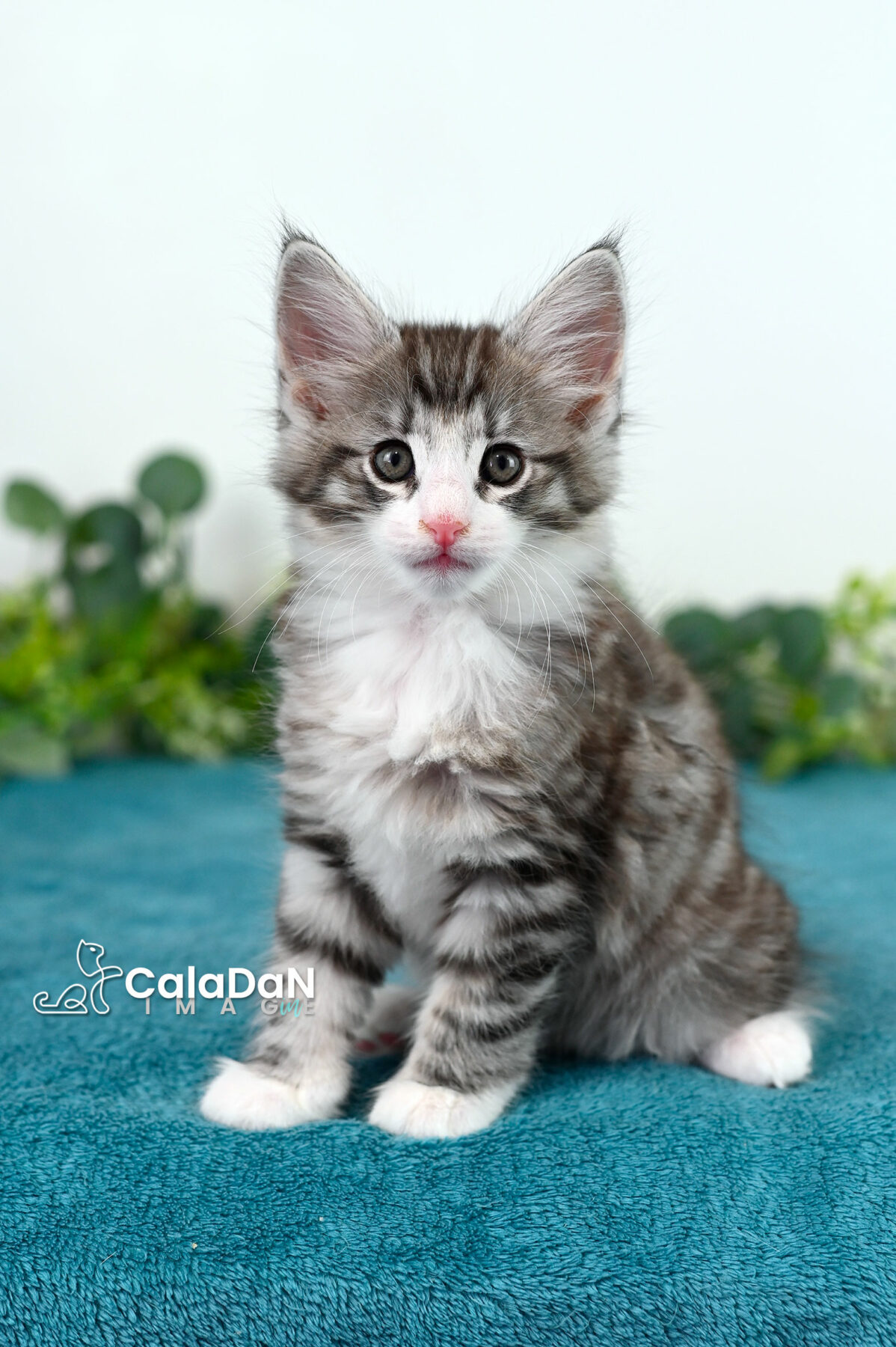 chaton norvégien caladan