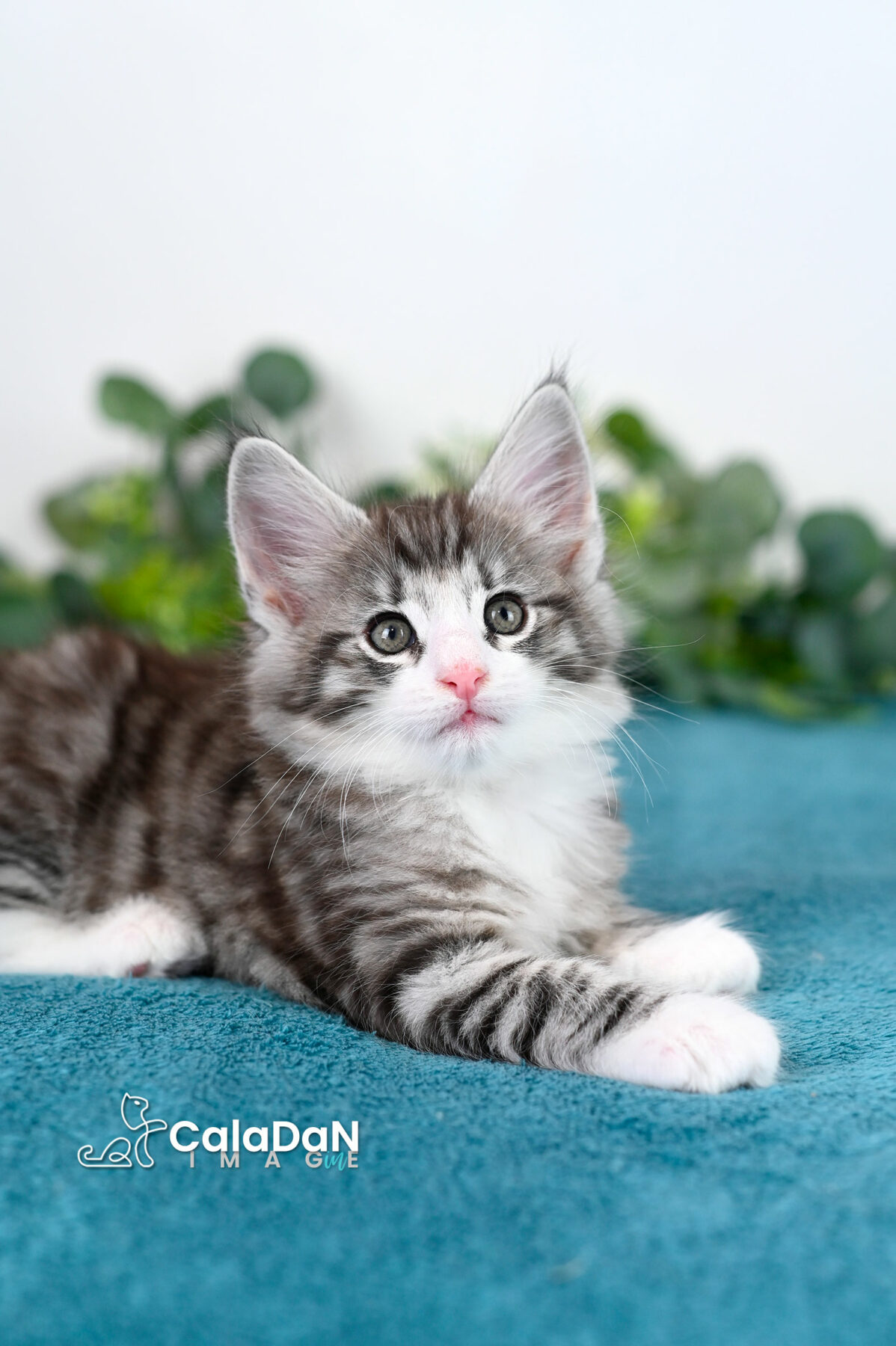 chaton norvégien caladan