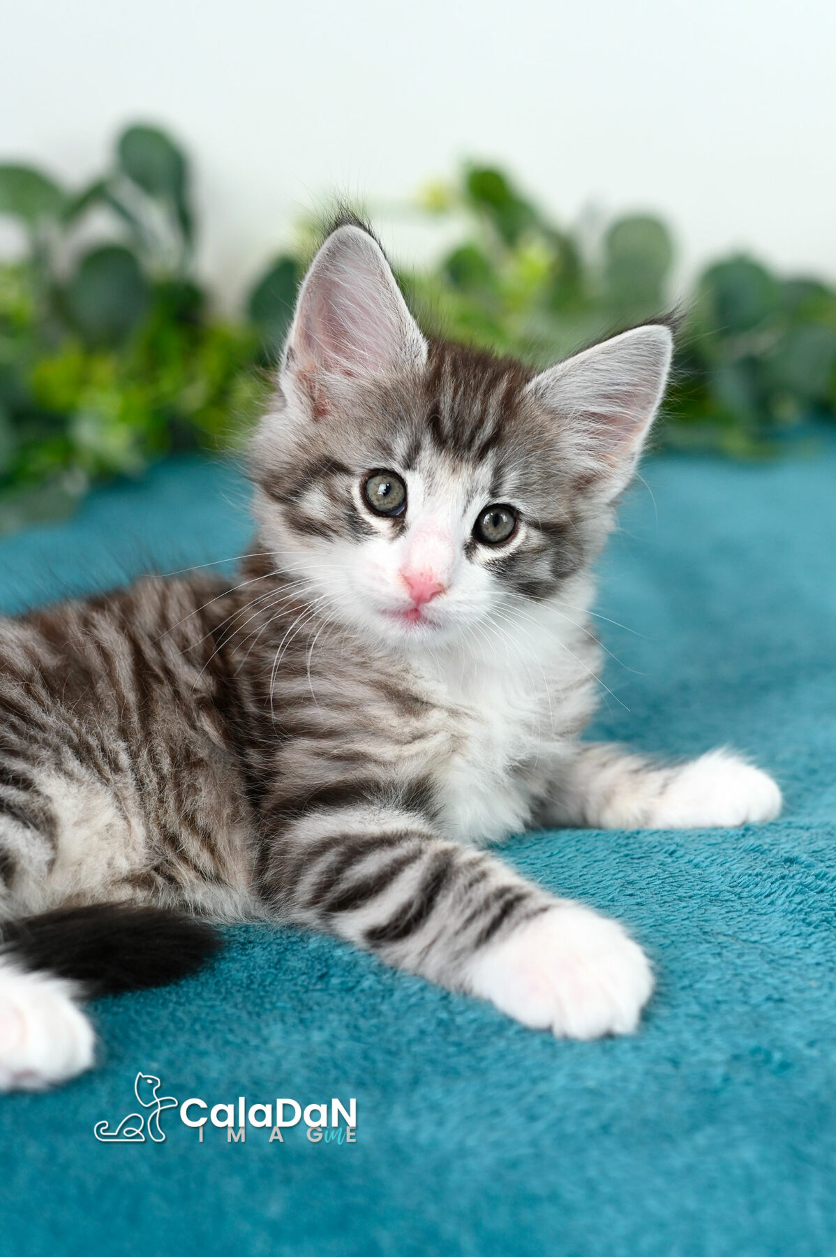 chaton norvégien caladan