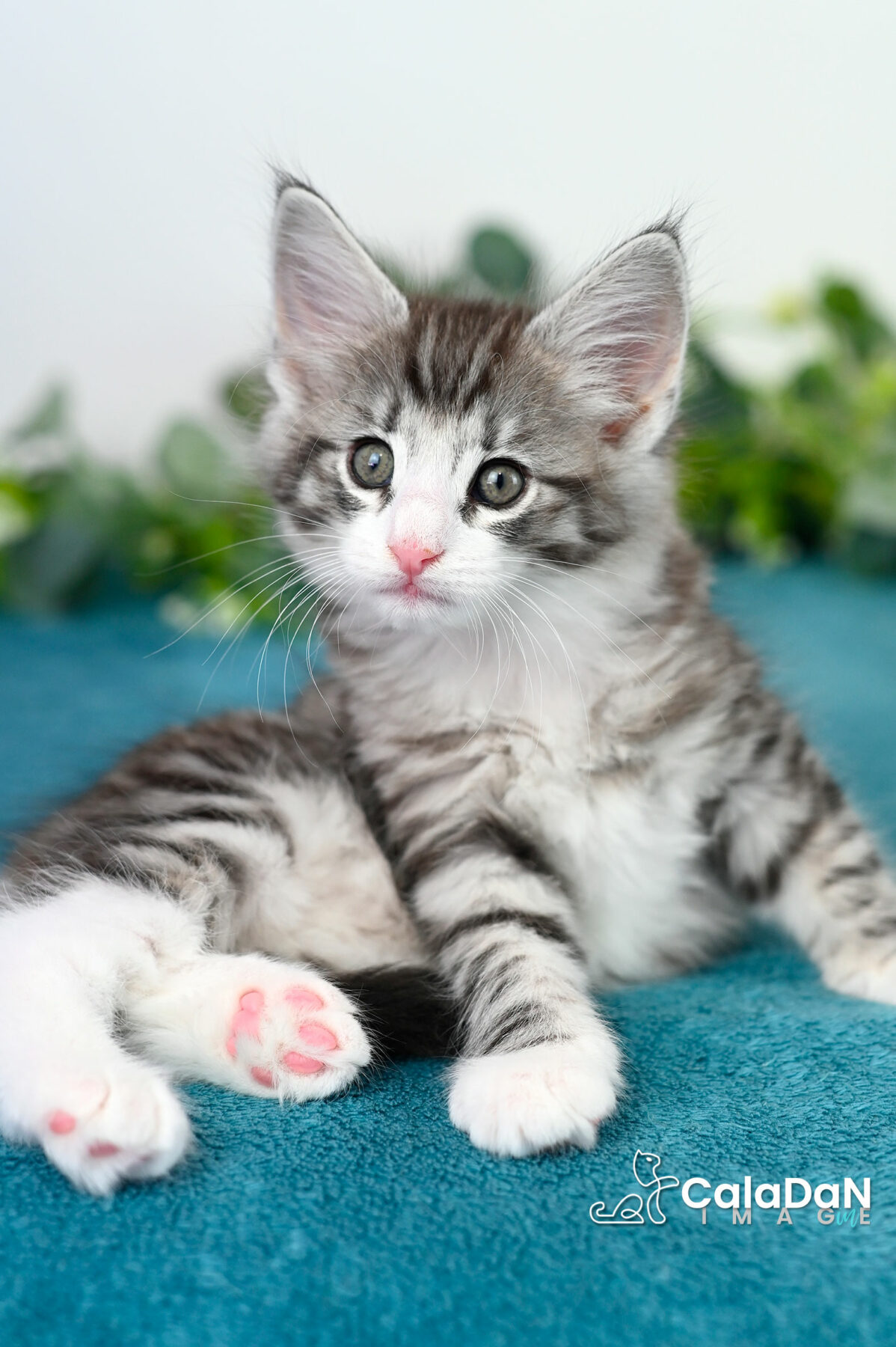 chaton norvégien caladan