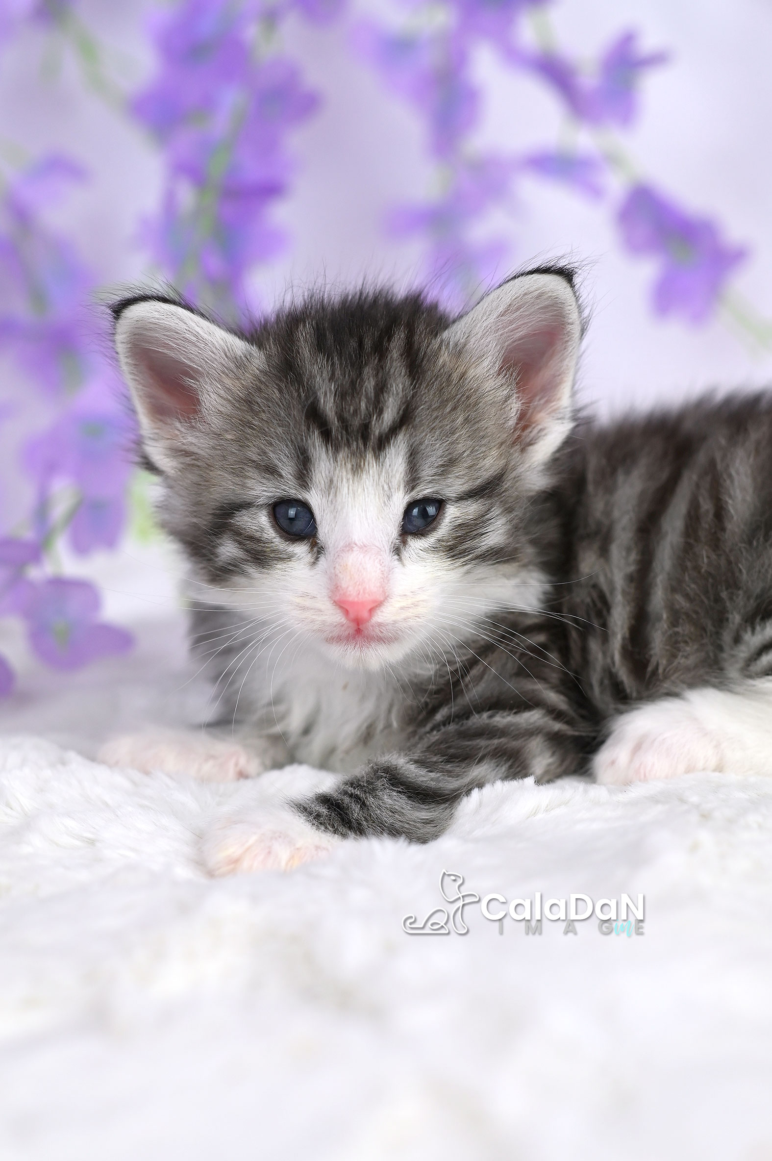 chaton norvégien caladan