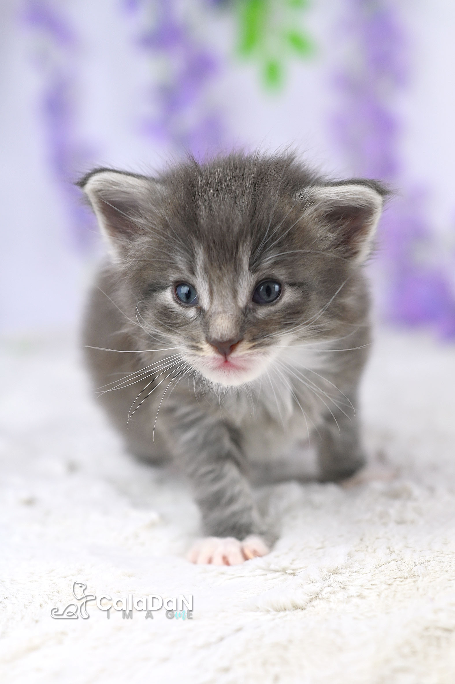 chaton norvégien CalaDaN
