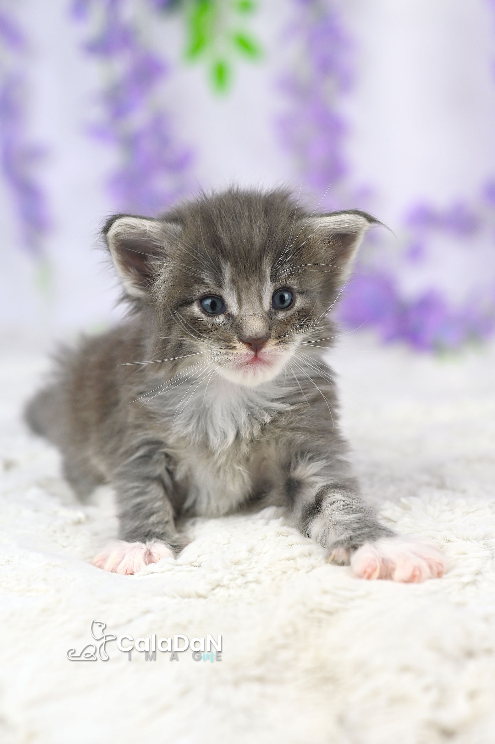 chaton norvégien CalaDaN