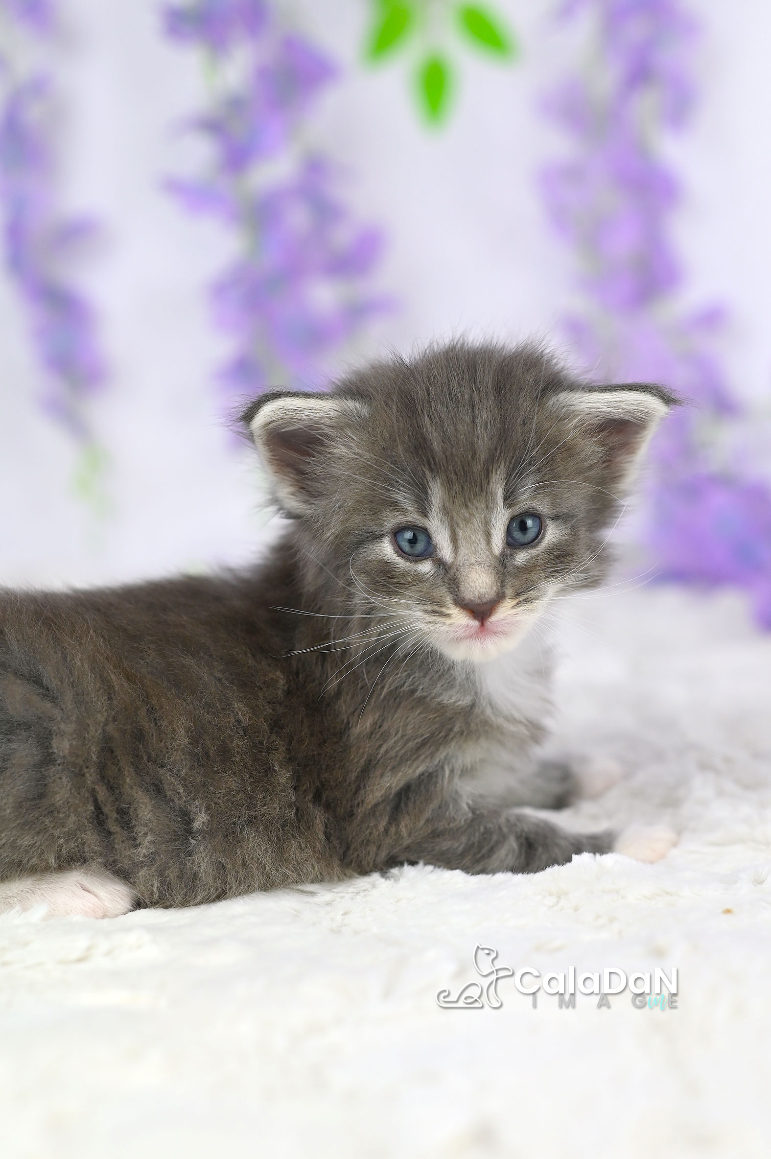 chaton norvégien CalaDaN