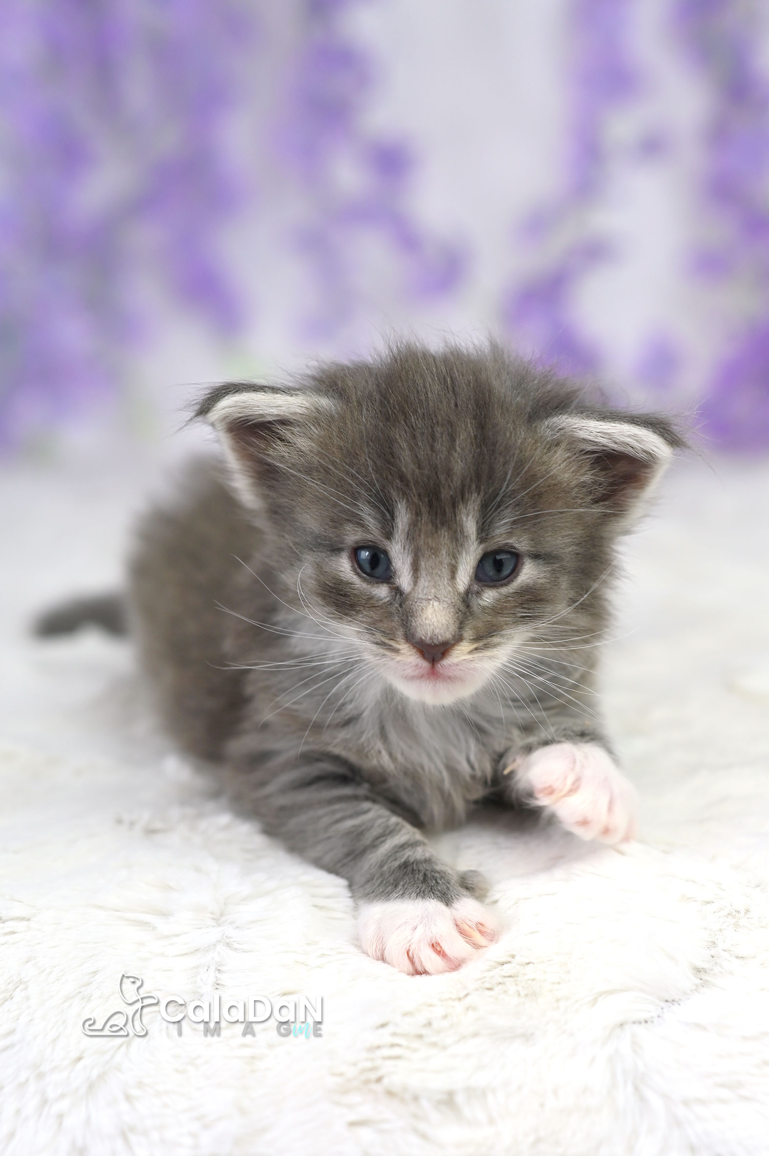 chaton norvégien CalaDaN