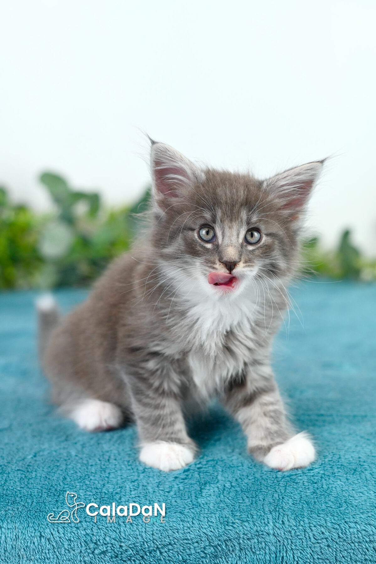 chaton norvégien caladan