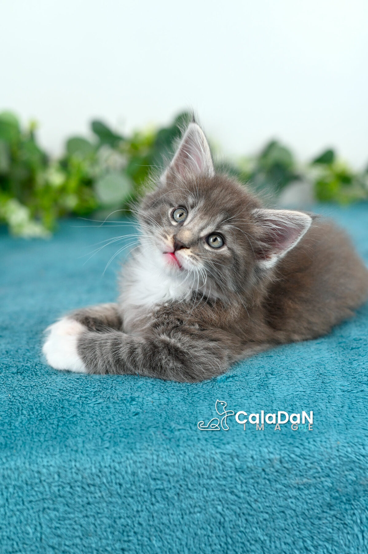 chaton norvégien caladan