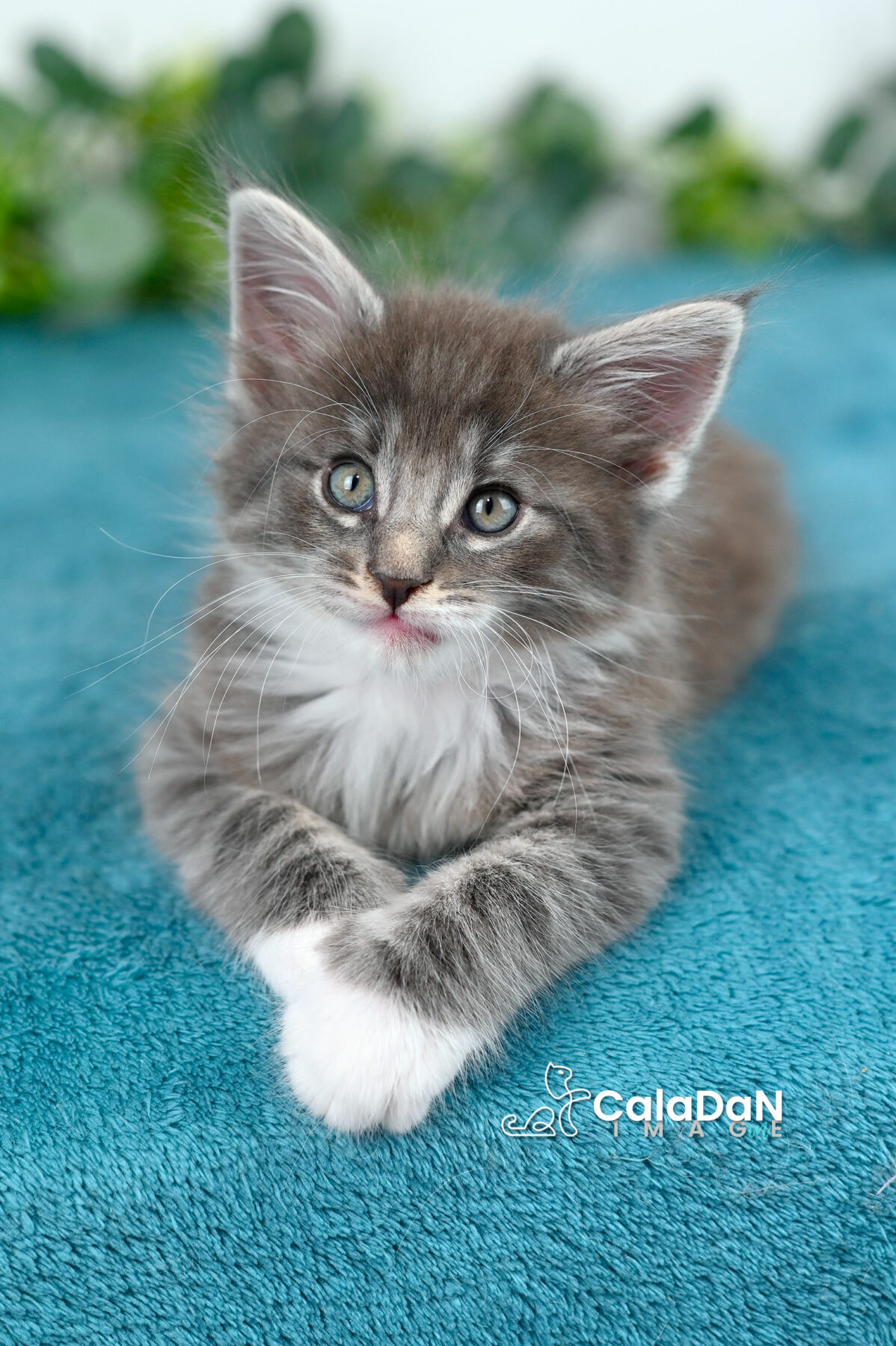 chaton norvégien caladan