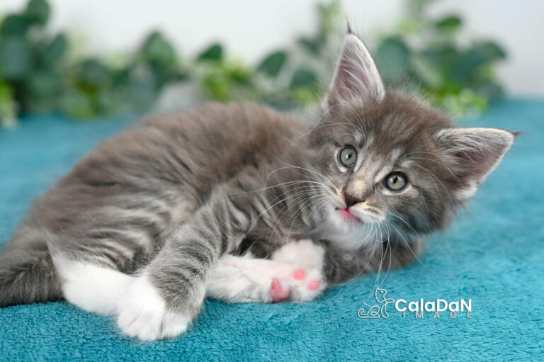 Home chatons norvégien calaDaN