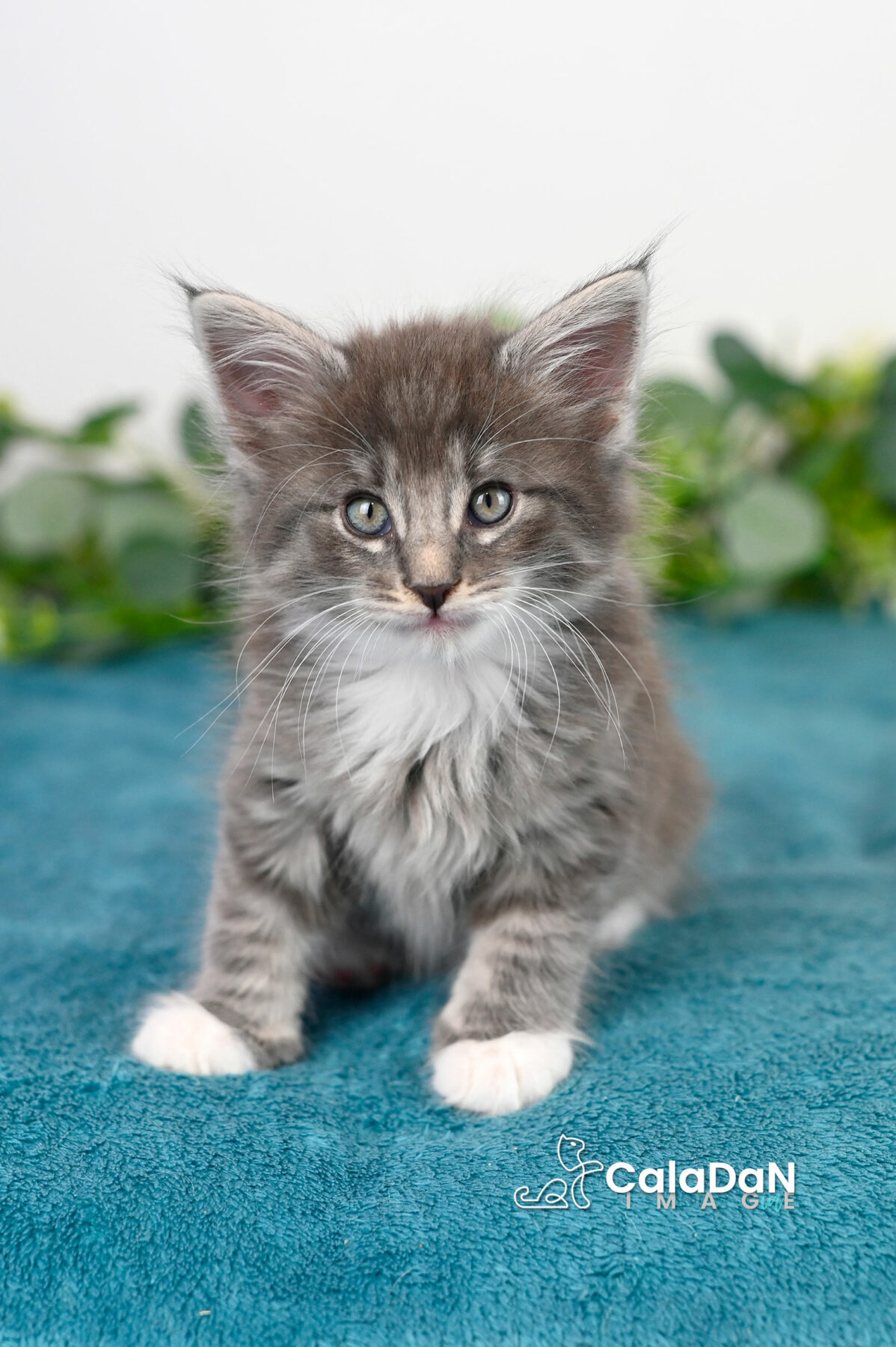 chaton norvégien caladan