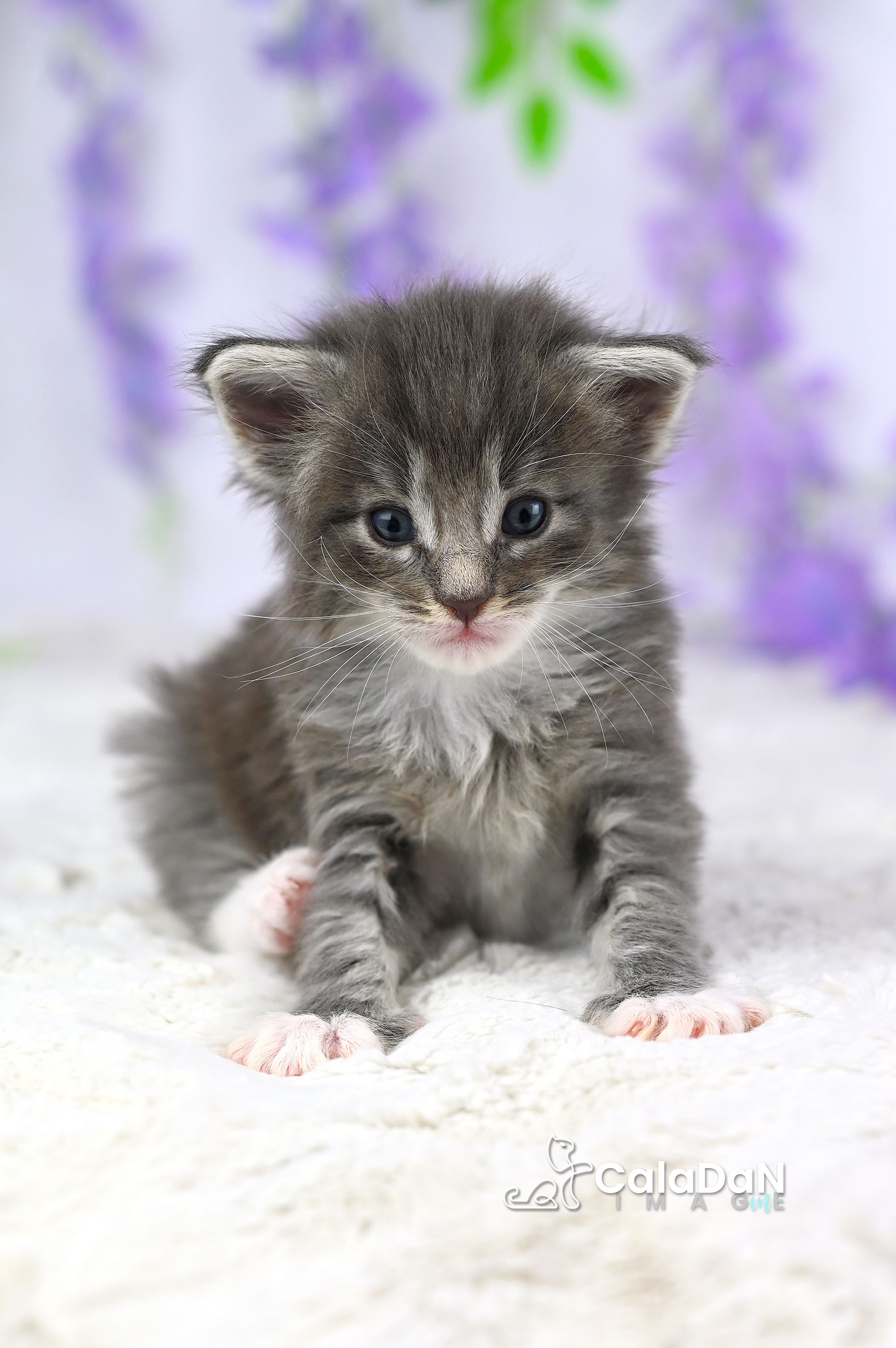 chaton norvégien CalaDaN
