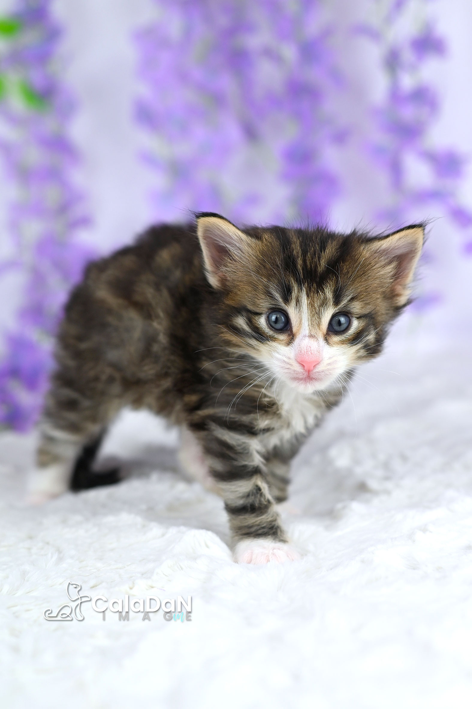 chaton norvégien caladan