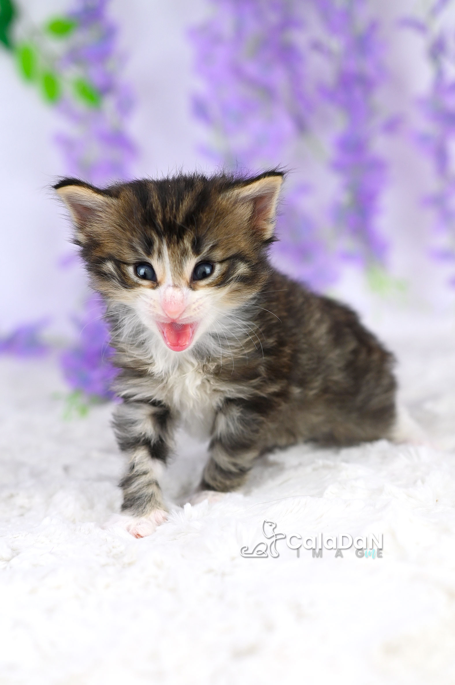 chaton norvégien caladan