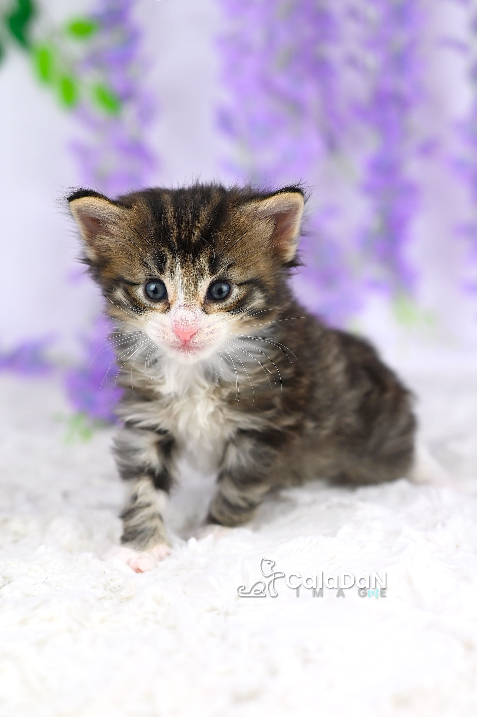 chaton norvégien caladan