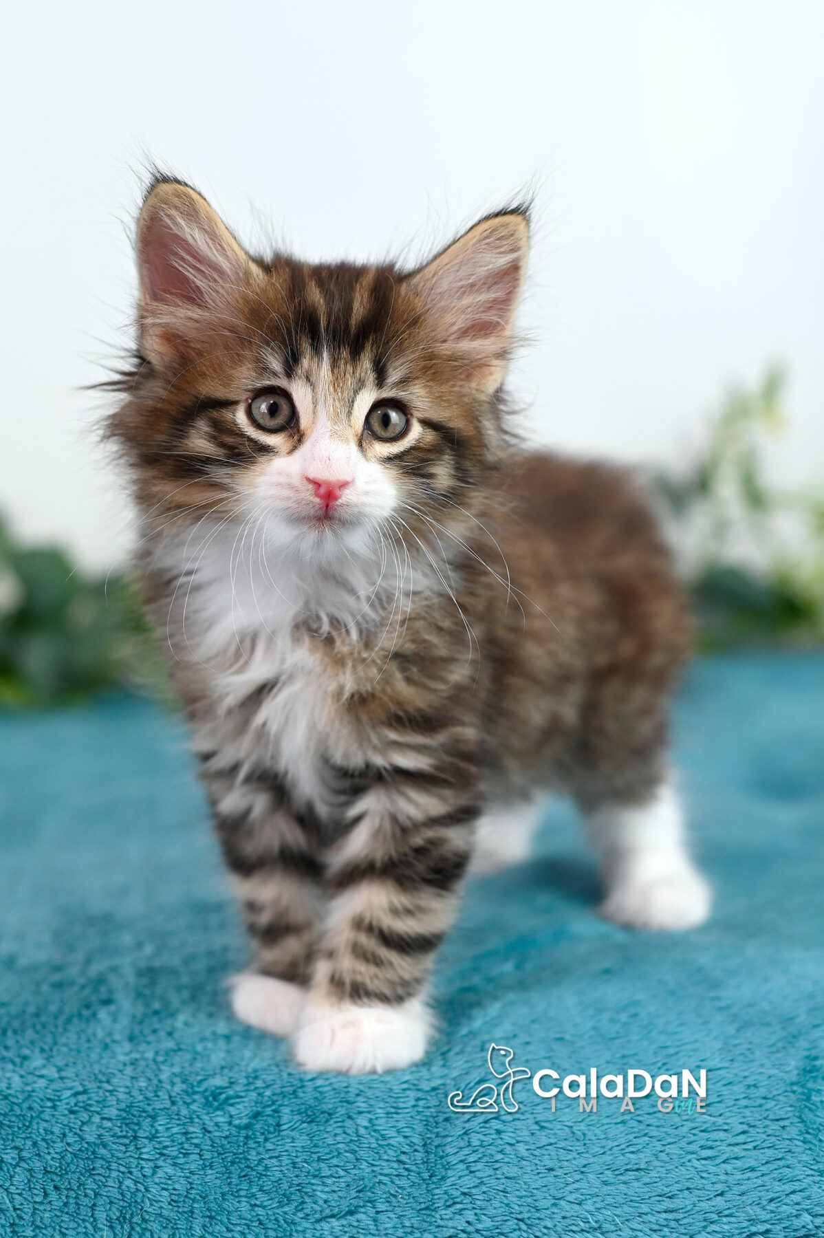 chaton norvégien caladan