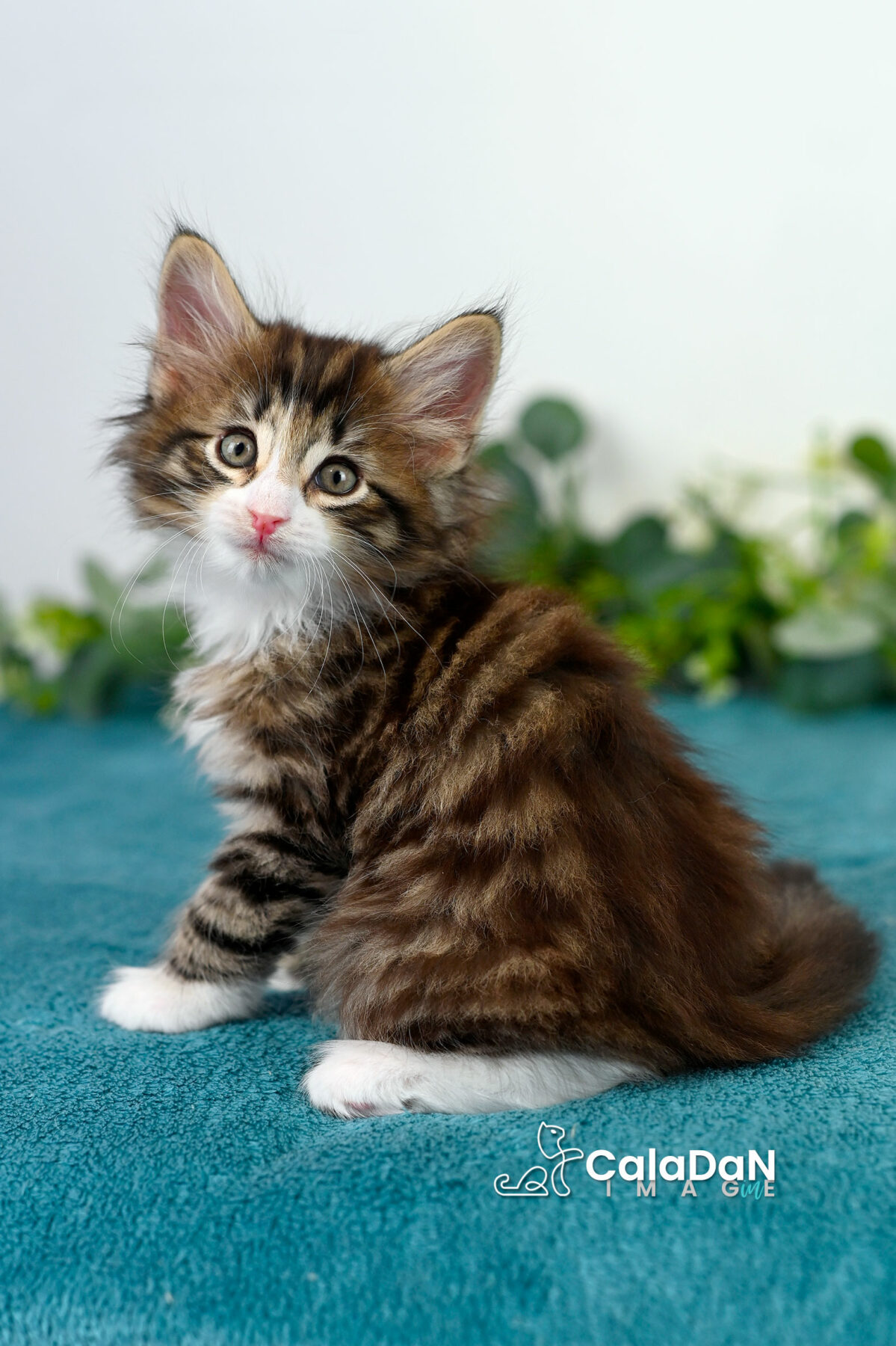 chaton norvégien caladan