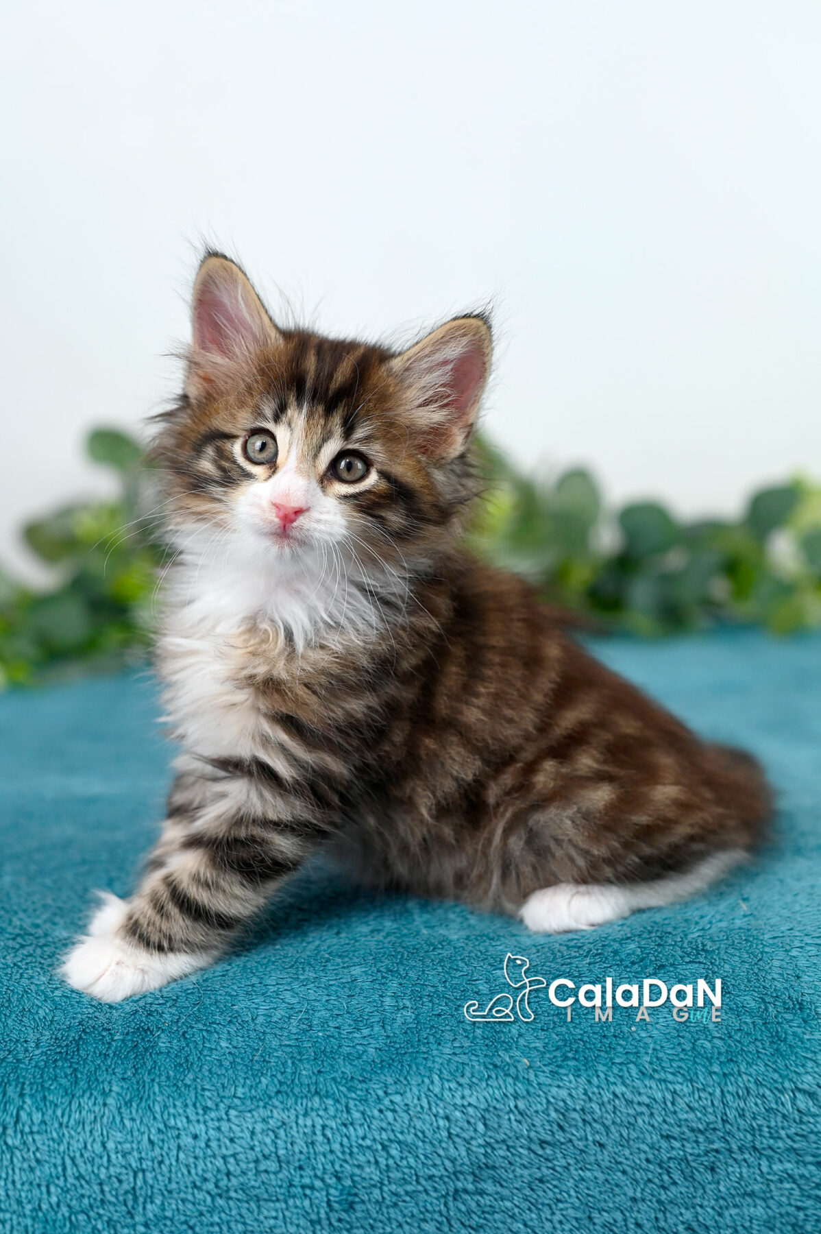 chaton norvégien caladan