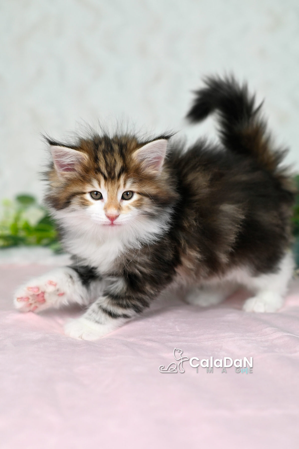 chaton norvégien chat des forets norvégiennes CALADAN