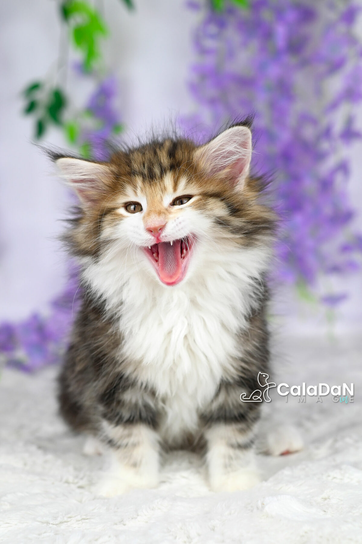 chaton norvégien chat des forets norvégiennes CALADAN