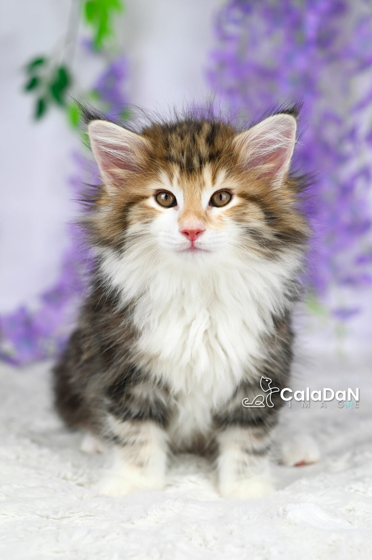 chaton norvégien chat des forets norvégiennes CALADAN