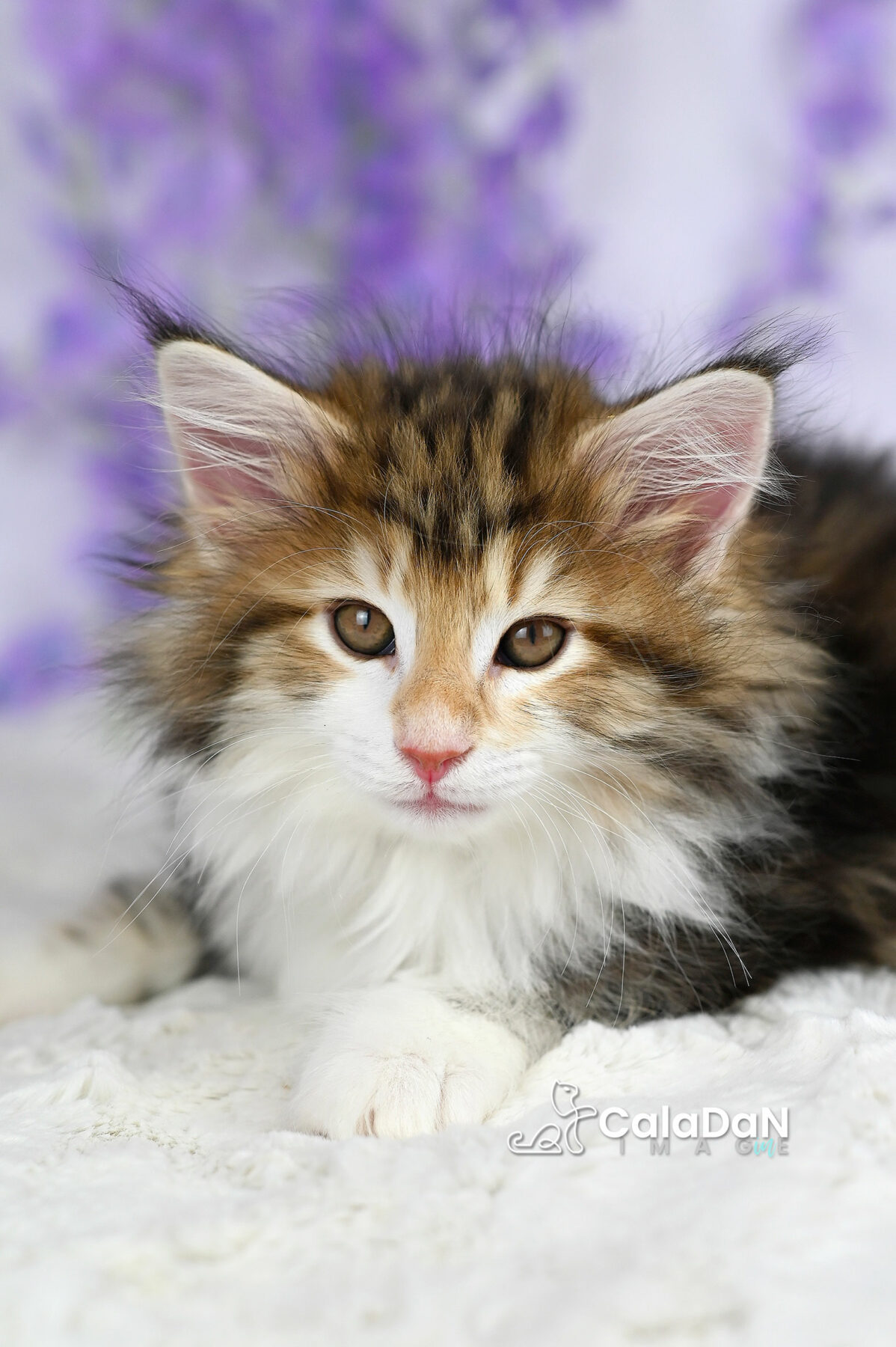 chaton norvégien chat des forets norvégiennes CALADAN