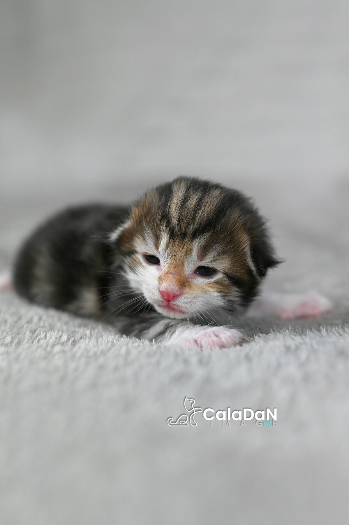 chaton norvégien chat des forets norvégiennes CALADAN