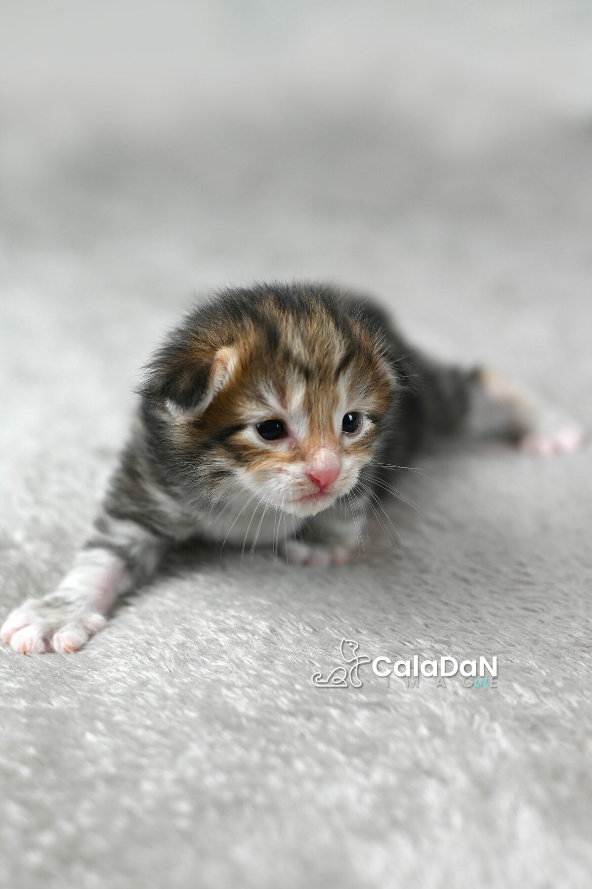 chaton norvégien chat des forets norvégiennes CALADAN