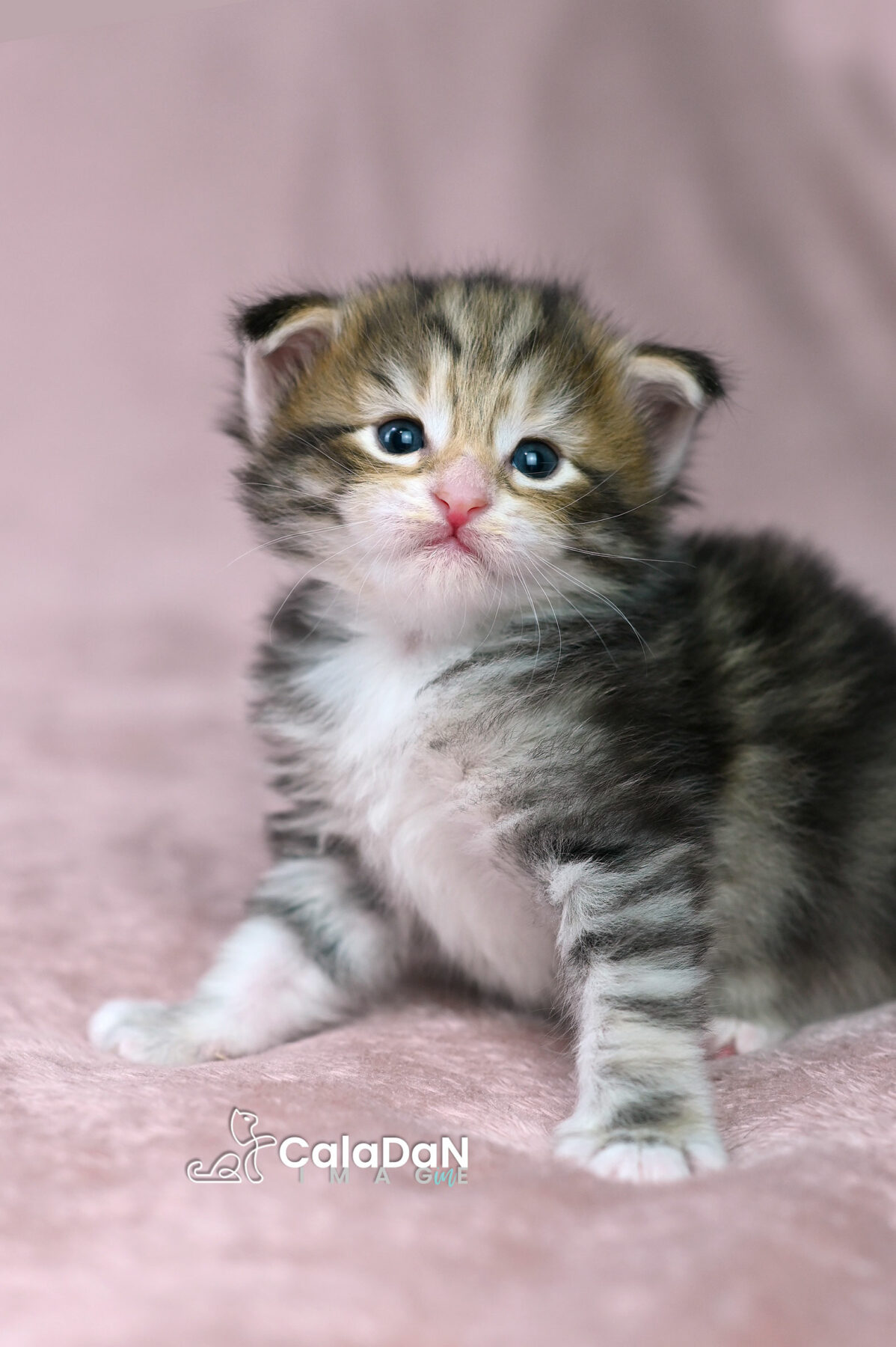 chaton norvégien chat des forets norvégiennes CALADAN
