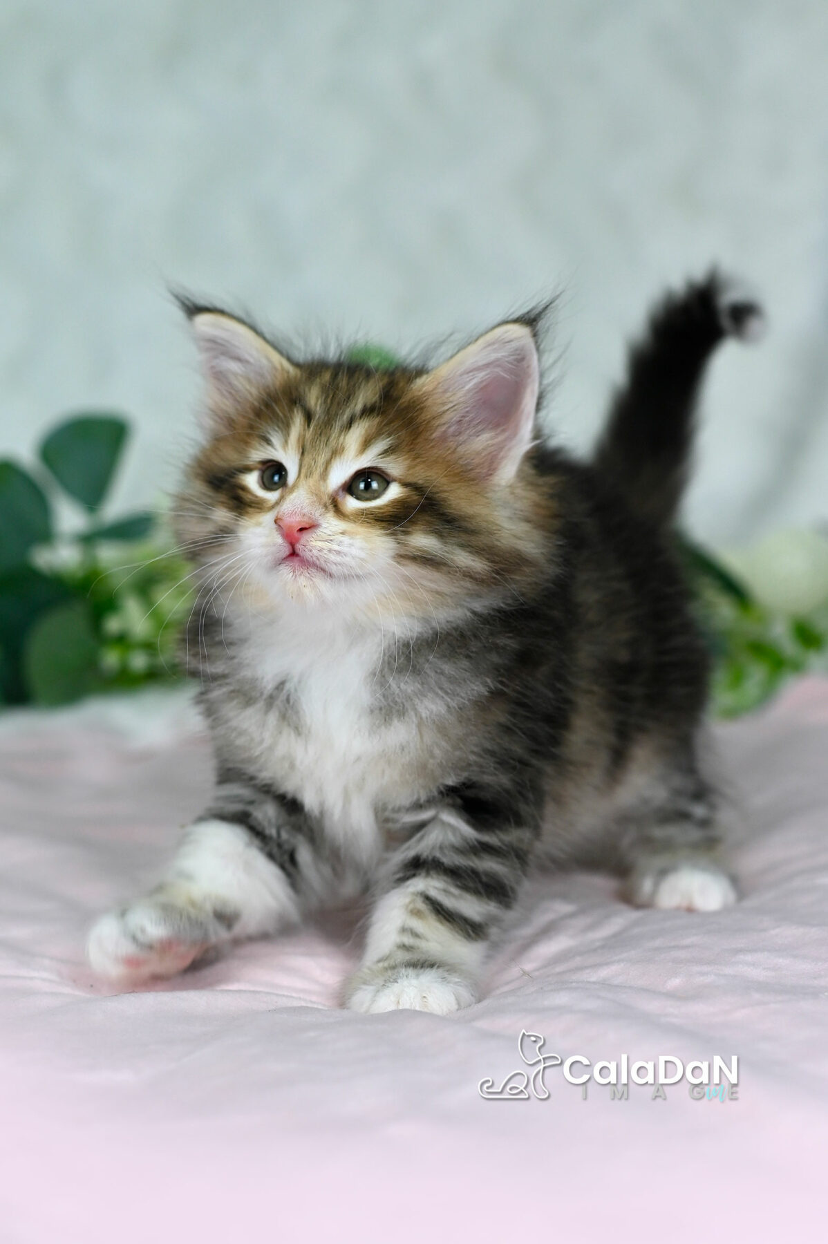 chaton norvégien chat des forets norvégiennes CALADAN