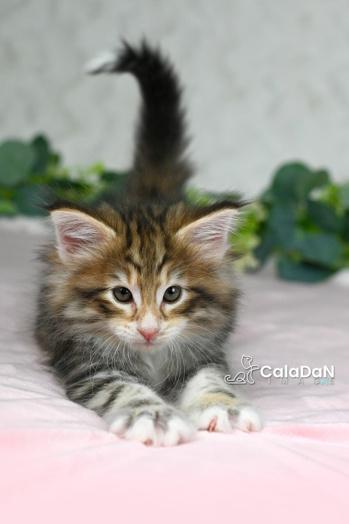 chaton norvégien chat des forets norvégiennes CALADAN