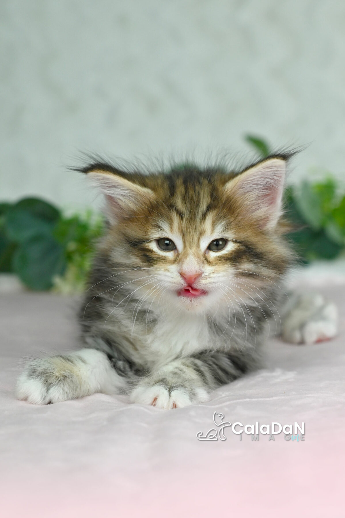 chaton norvégien chat des forets norvégiennes CALADAN