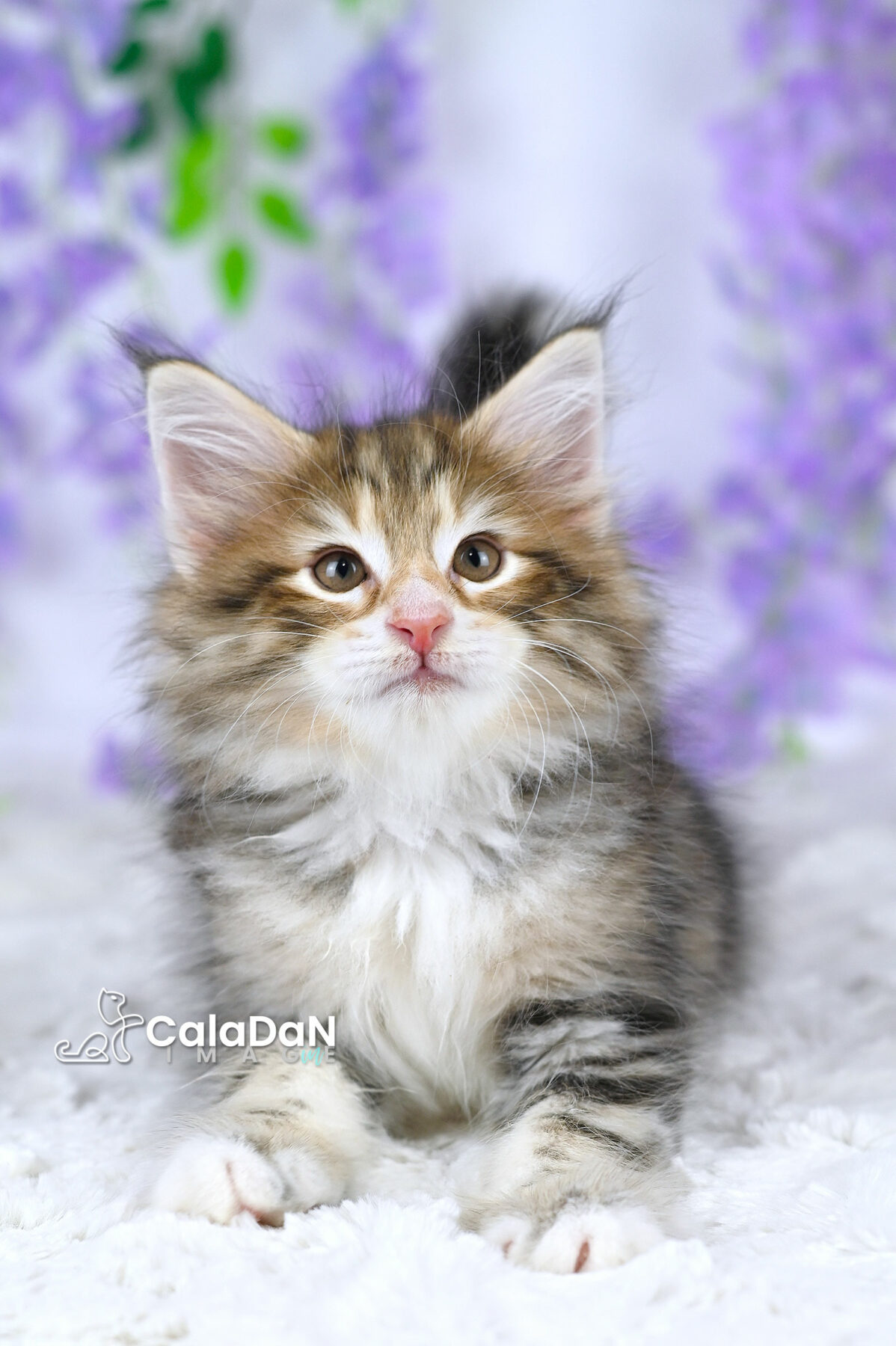 chaton norvégien chat des forets norvégiennes CALADAN