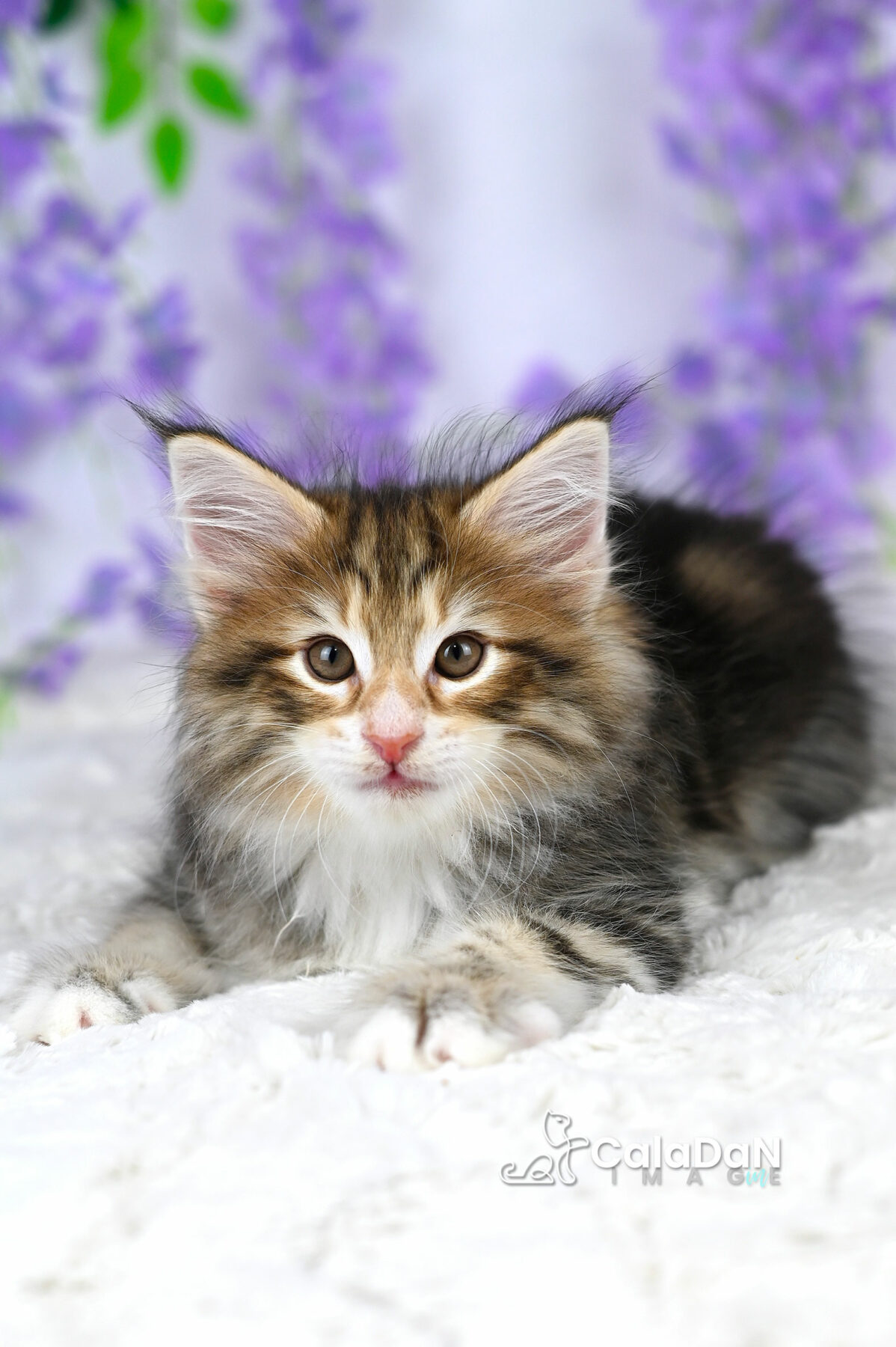 chaton norvégien chat des forets norvégiennes CALADAN