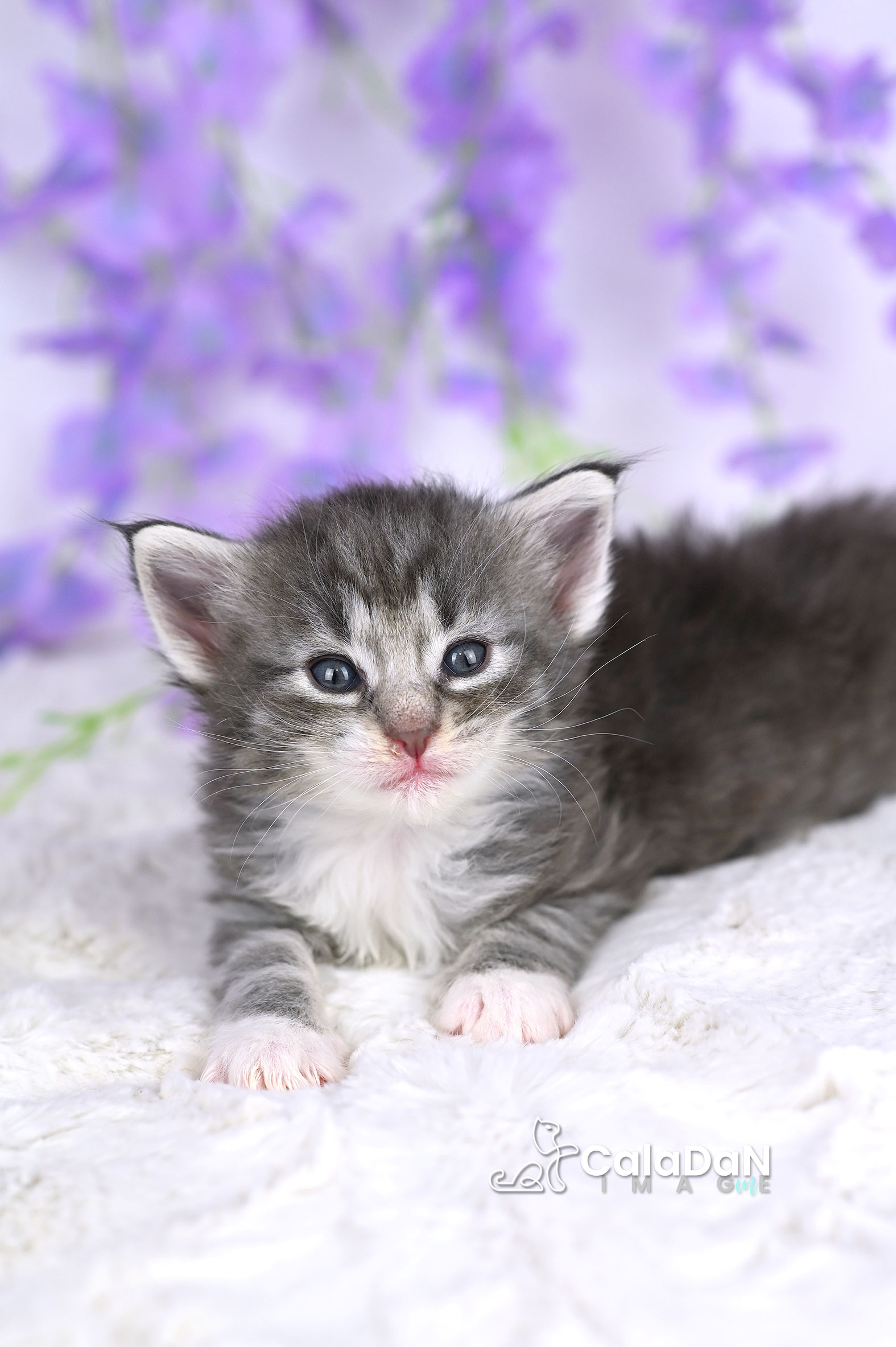 chaton norvégien CalaDaN