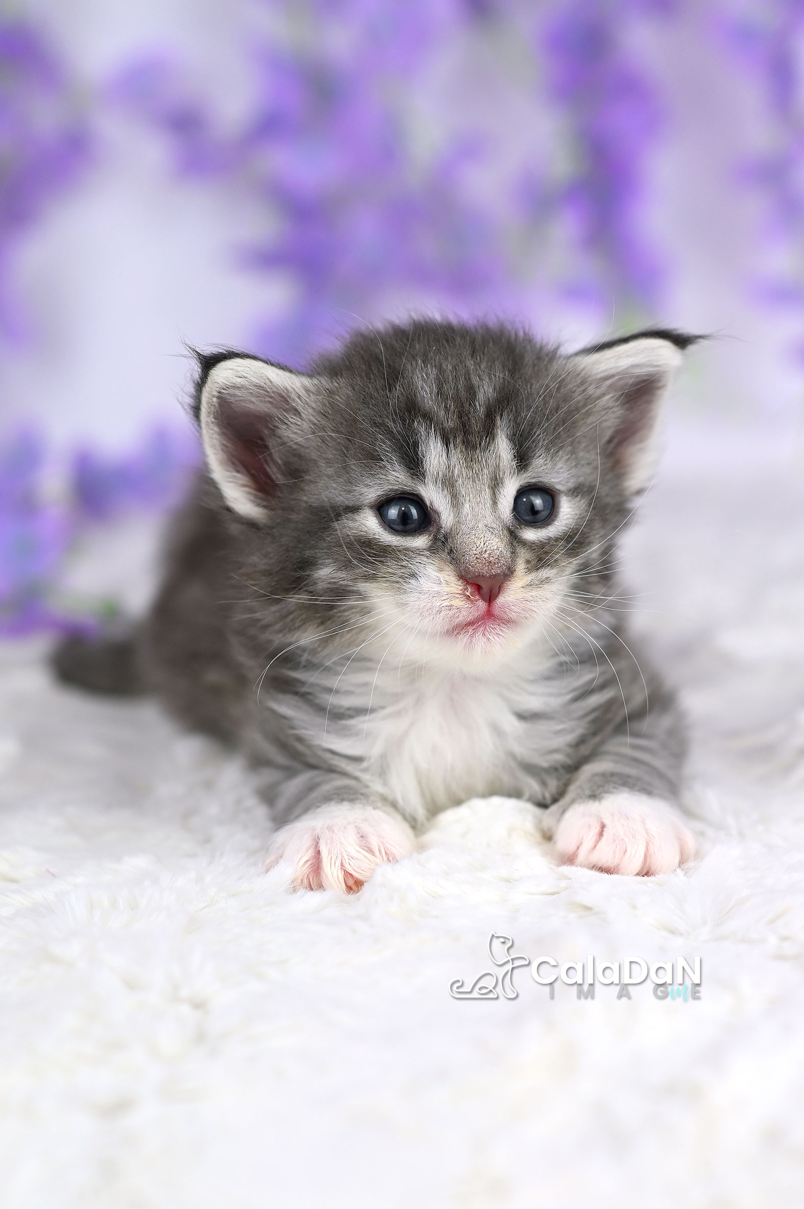 chaton norvégien CalaDaN