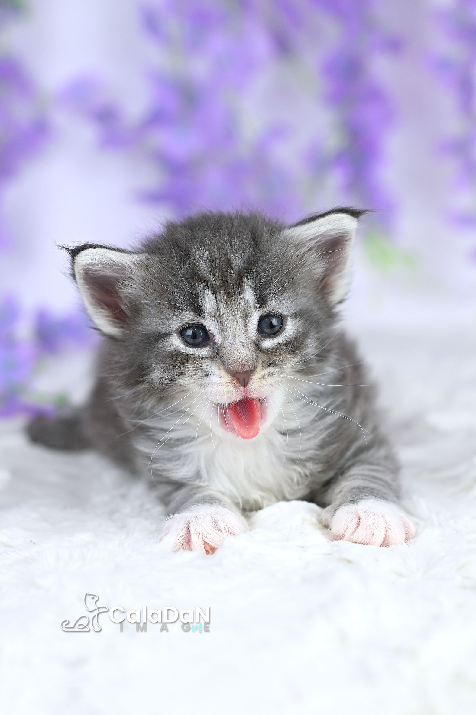 chaton norvégien CalaDaN