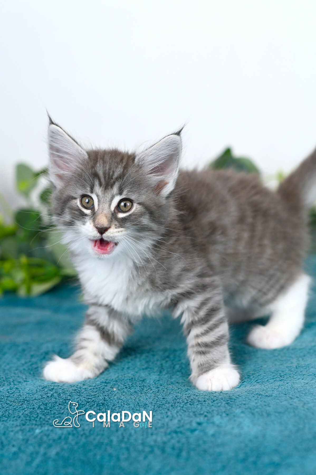 chaton norvégien caladan