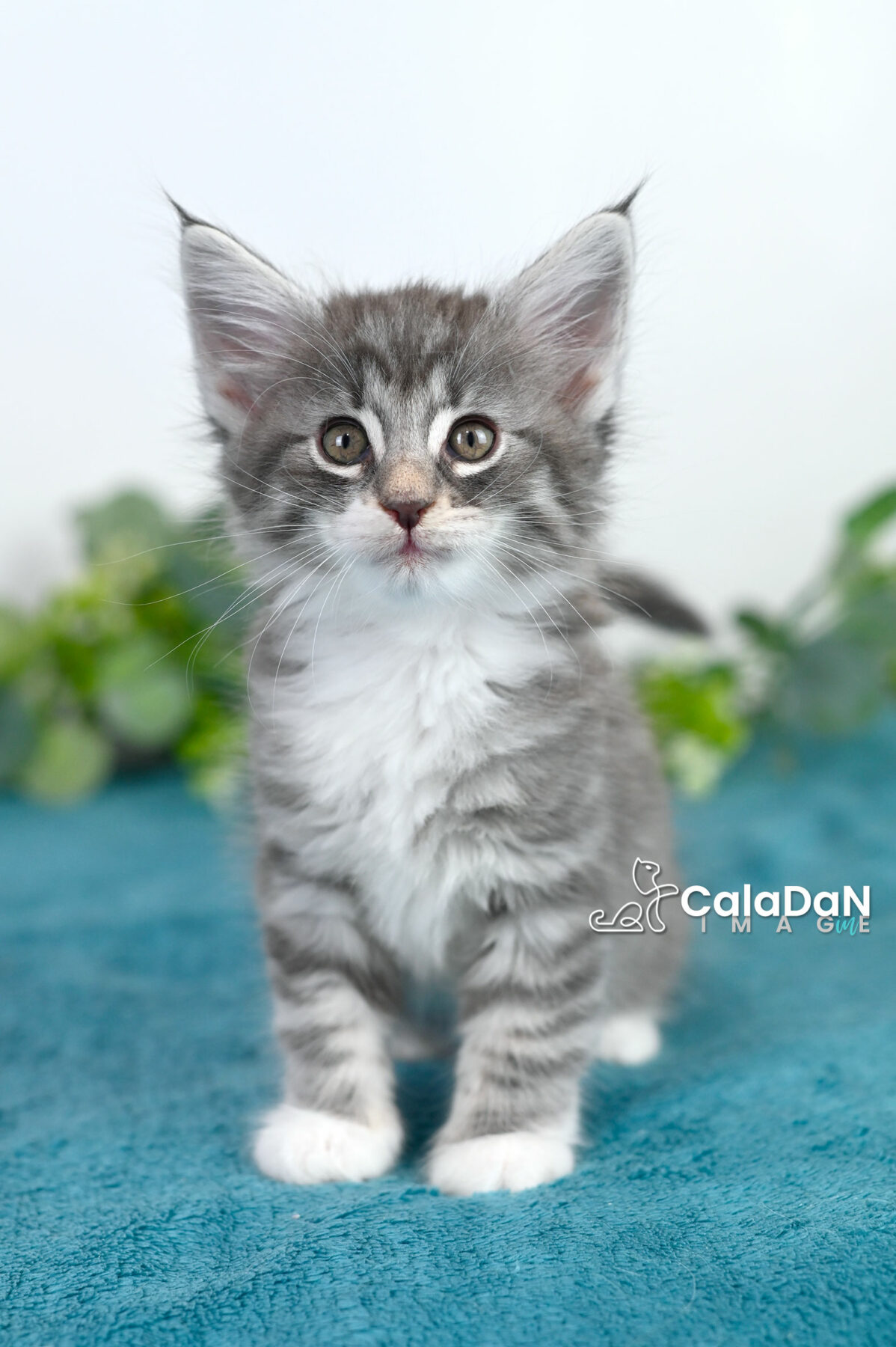 chaton norvégien caladan