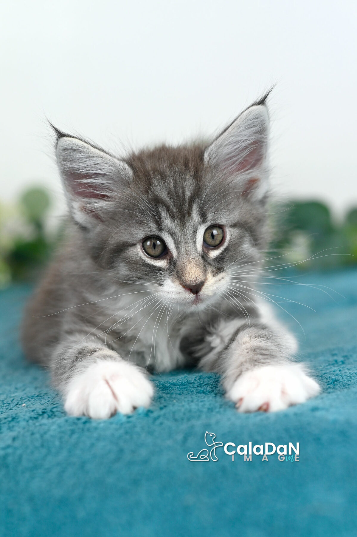 chaton norvégien caladan