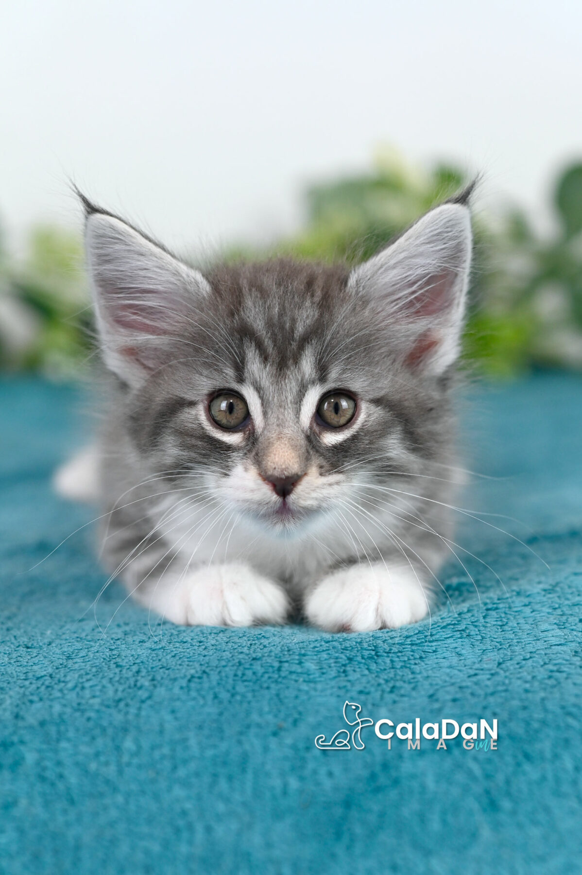 chaton norvégien caladan