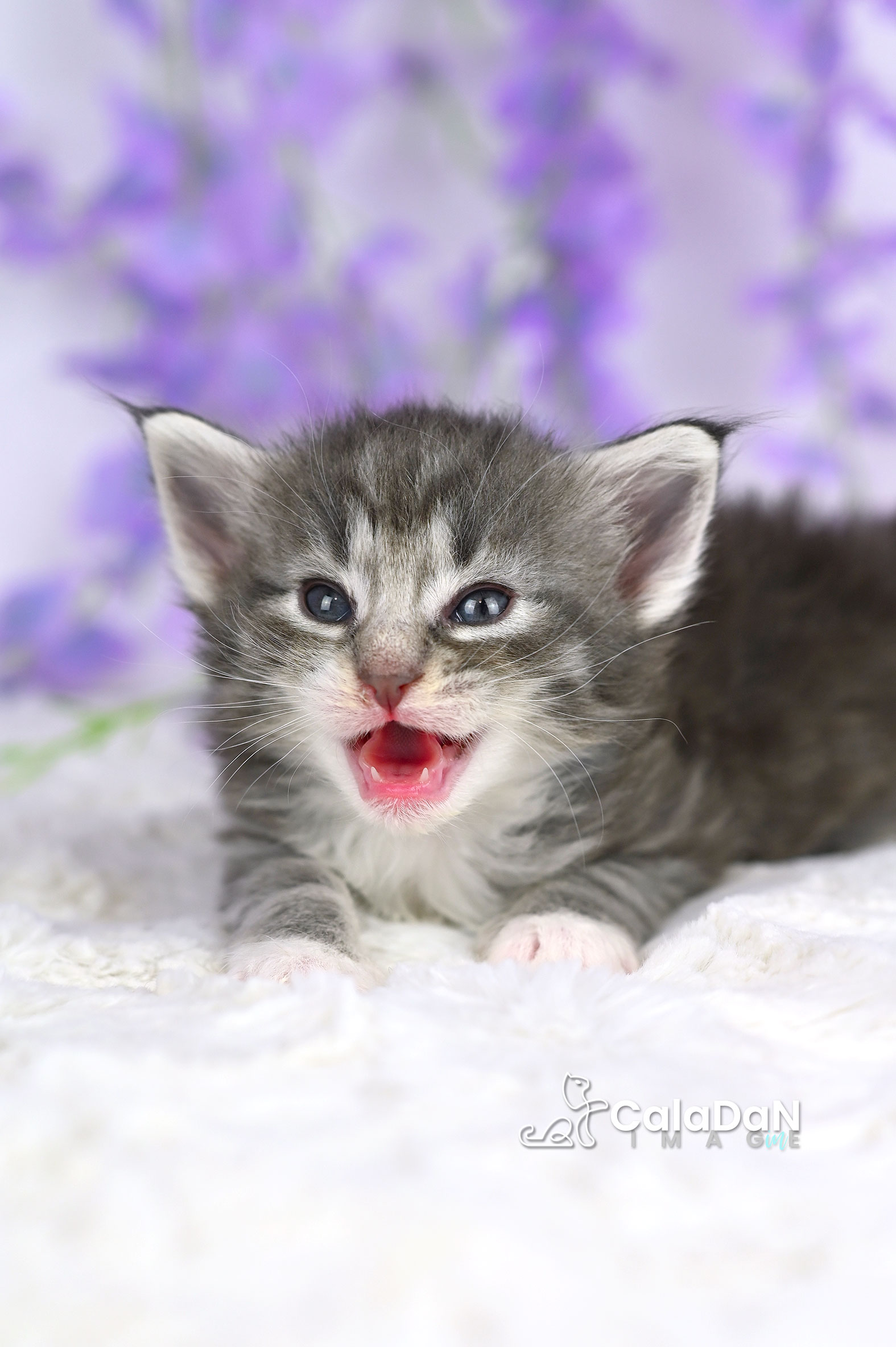 chaton norvégien CalaDaN