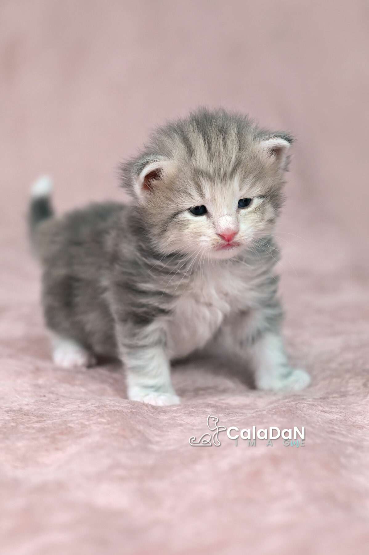 chaton norvégien chat des forets norvégiennes CALADAN
