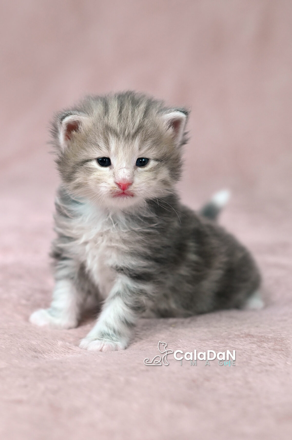 chaton norvégien chat des forets norvégiennes CALADAN