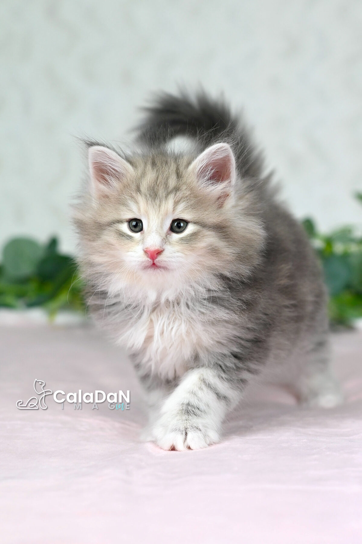 chaton norvégien chat des forets norvégiennes CALADAN