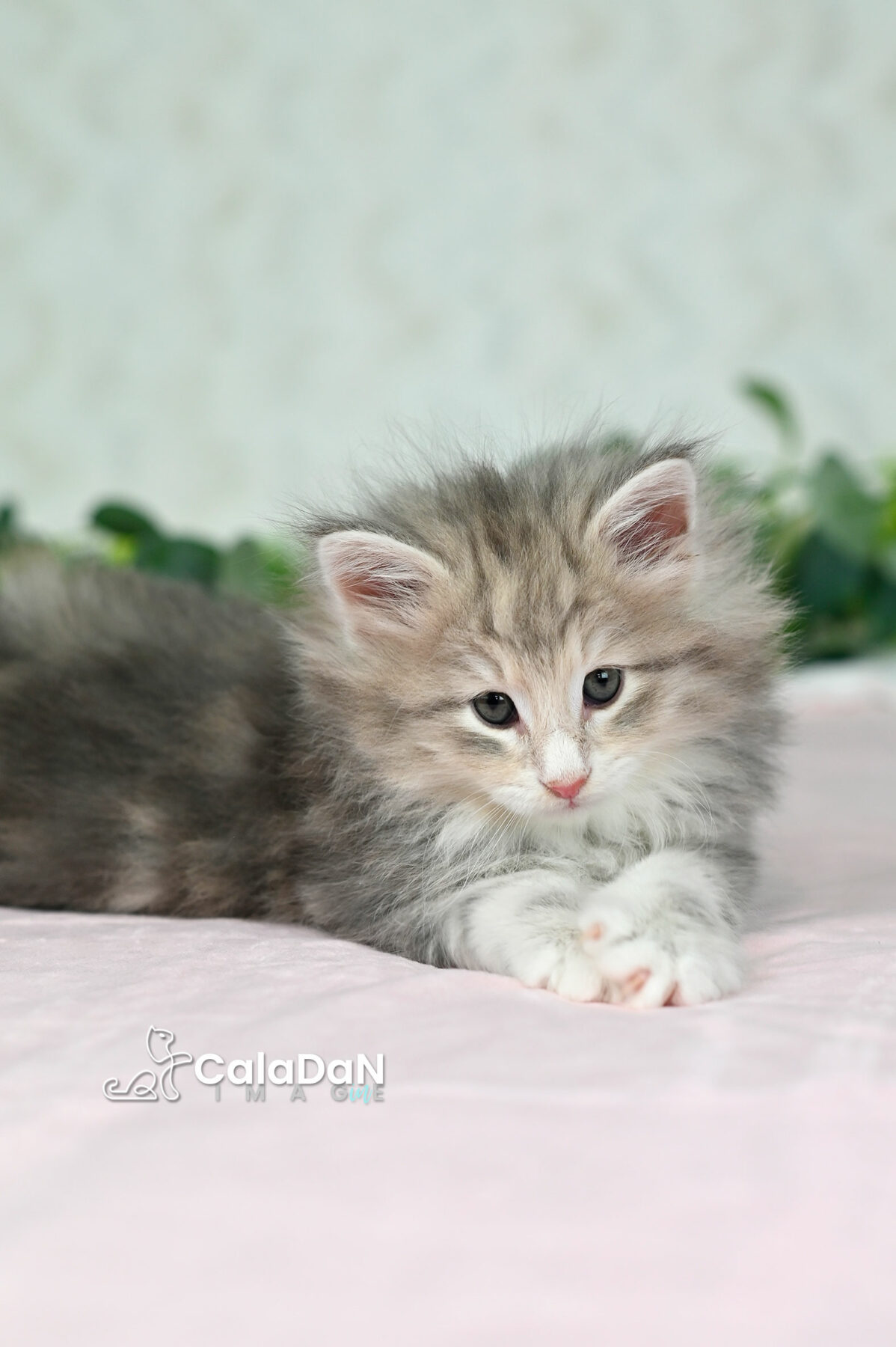 chaton norvégien chat des forets norvégiennes CALADAN
