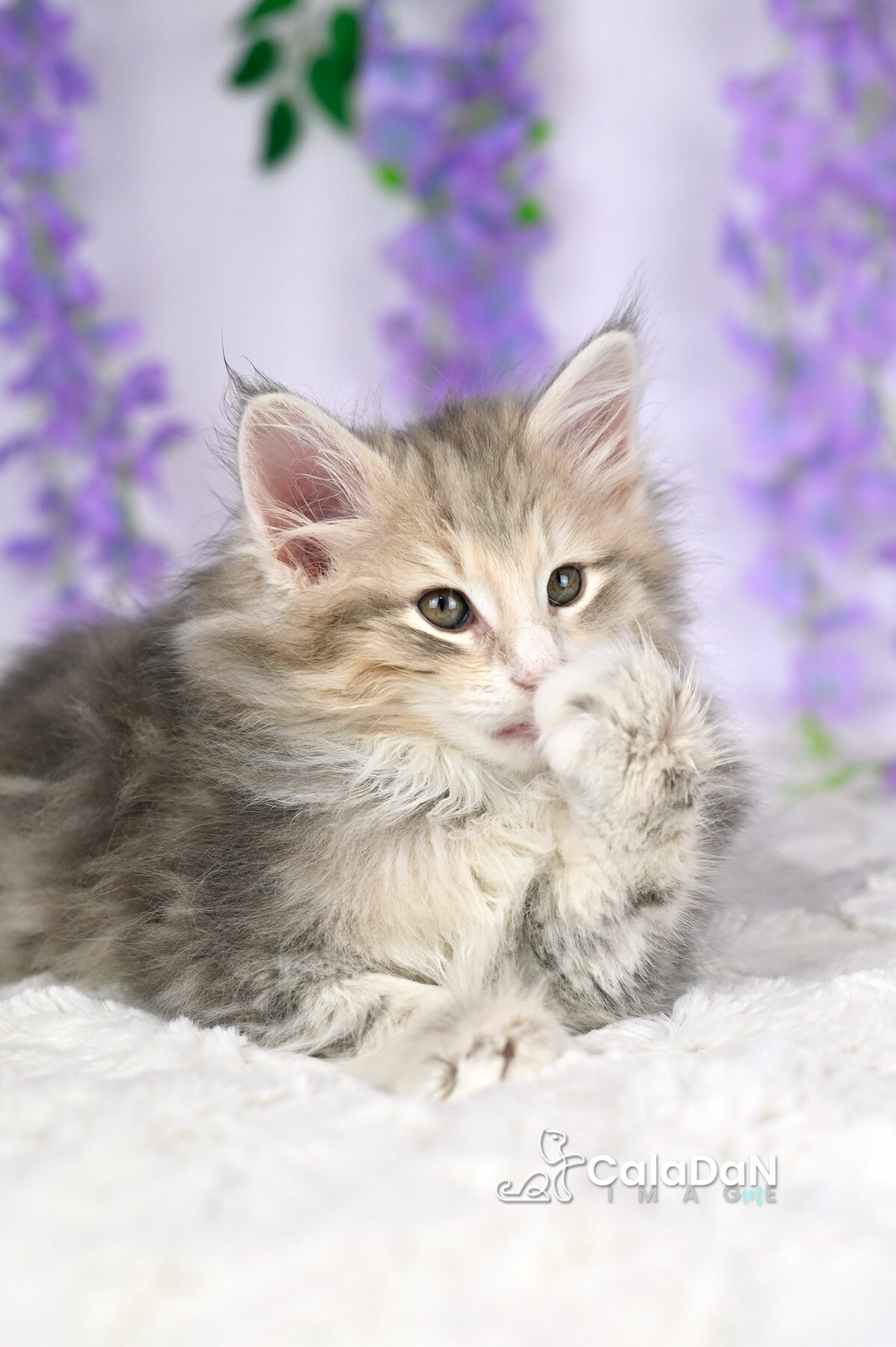 chaton norvégien chat des forets norvégiennes CALADAN