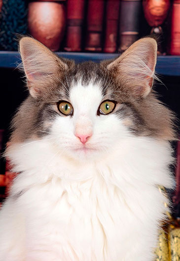chat norvegien bonbon vignette